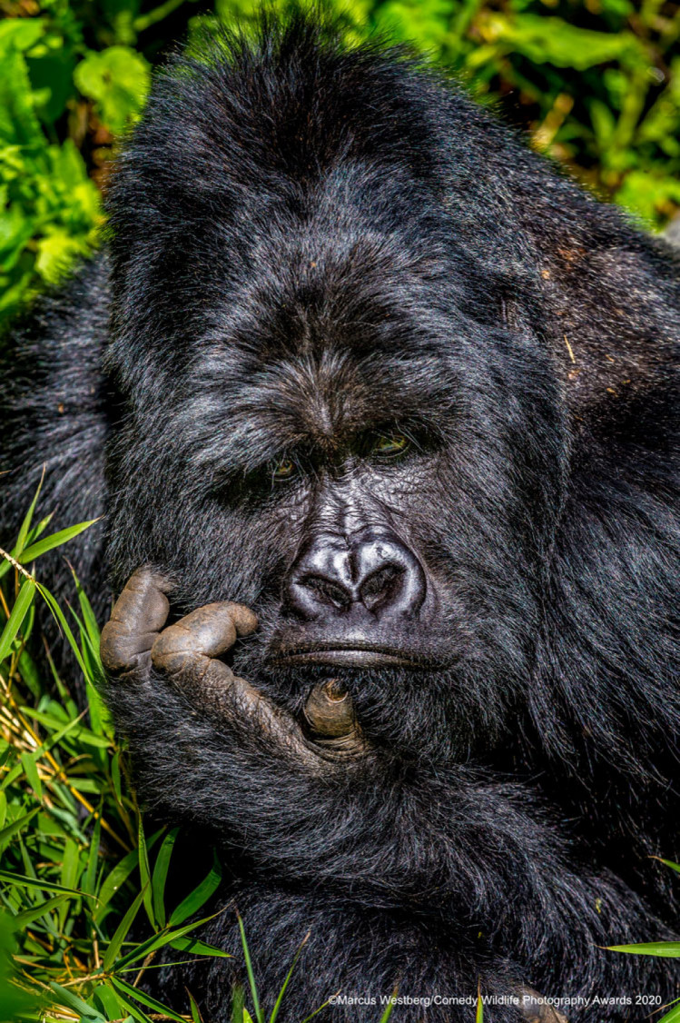 Кумедне фото горили