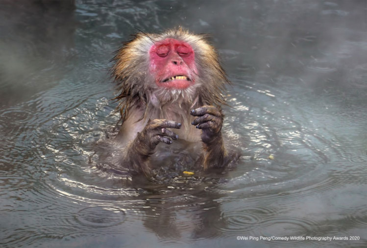 Мавпа купається 