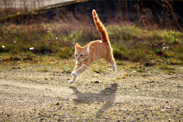 кошеня біжить