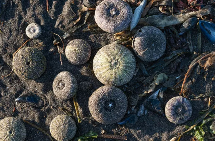 Мертві молюски на Халактирському пляжі