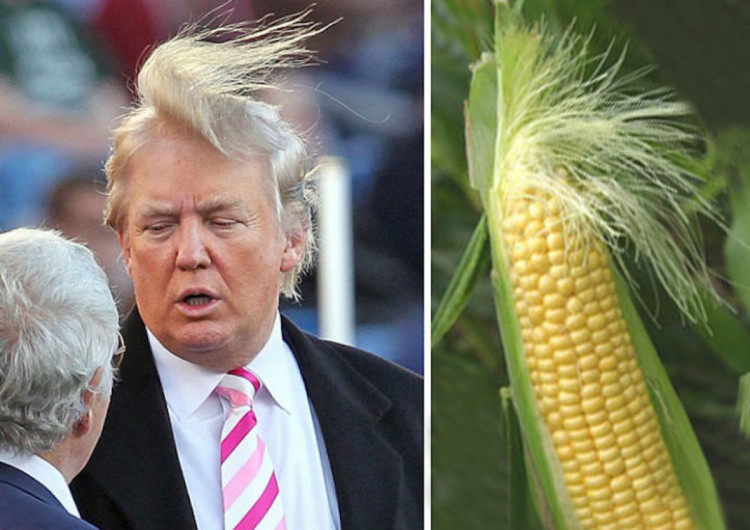 Головним приводом для жартів в мережі над Трампом є його зачіска