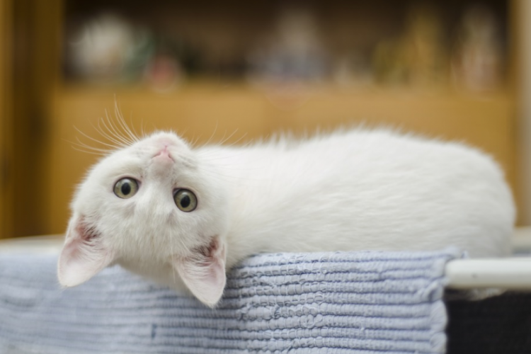 Прибрати запах котячої сечі з підлоги можна за допомогою лимонної кислоти