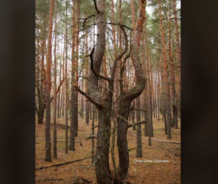 У Чорнобилі ростуть унікальні сосни