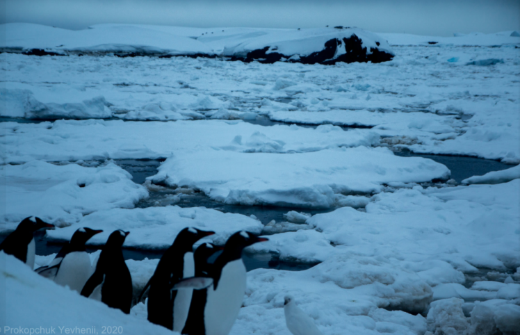 Пингвины на Антарктиде