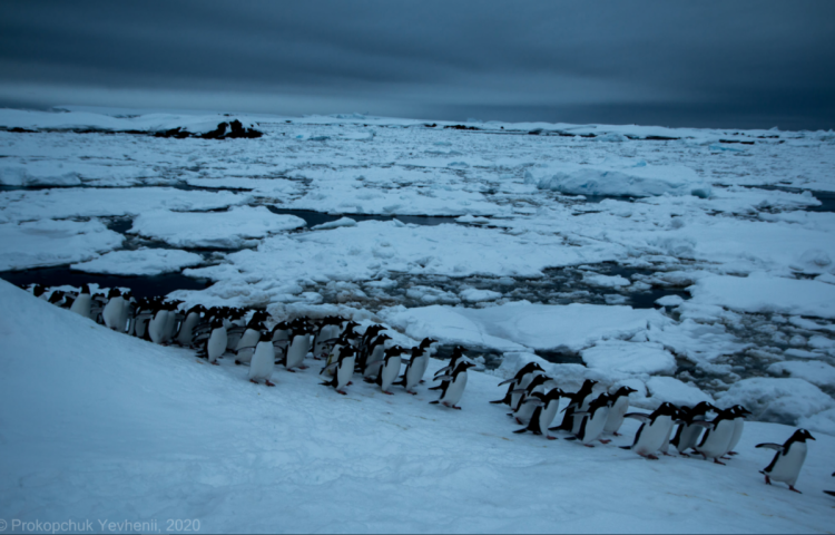 Пингвины на Антарктиде