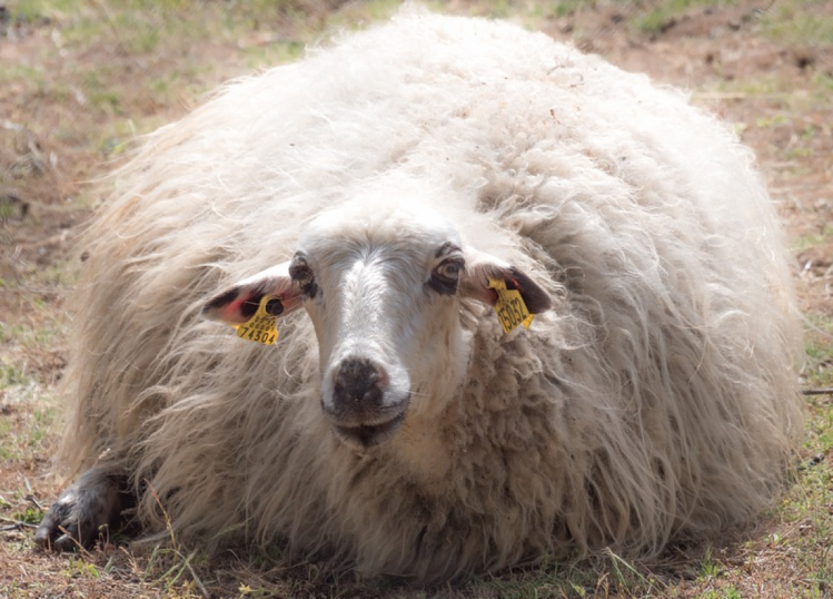 Овца породы мерино