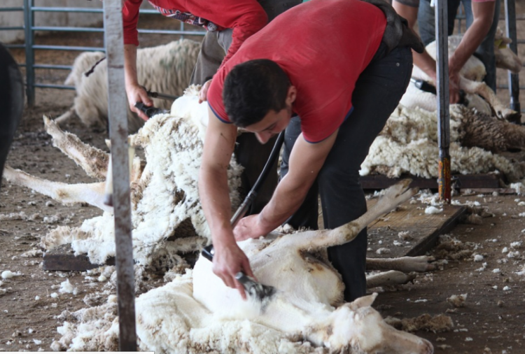 Термобелье делают из шерсти овец мерино