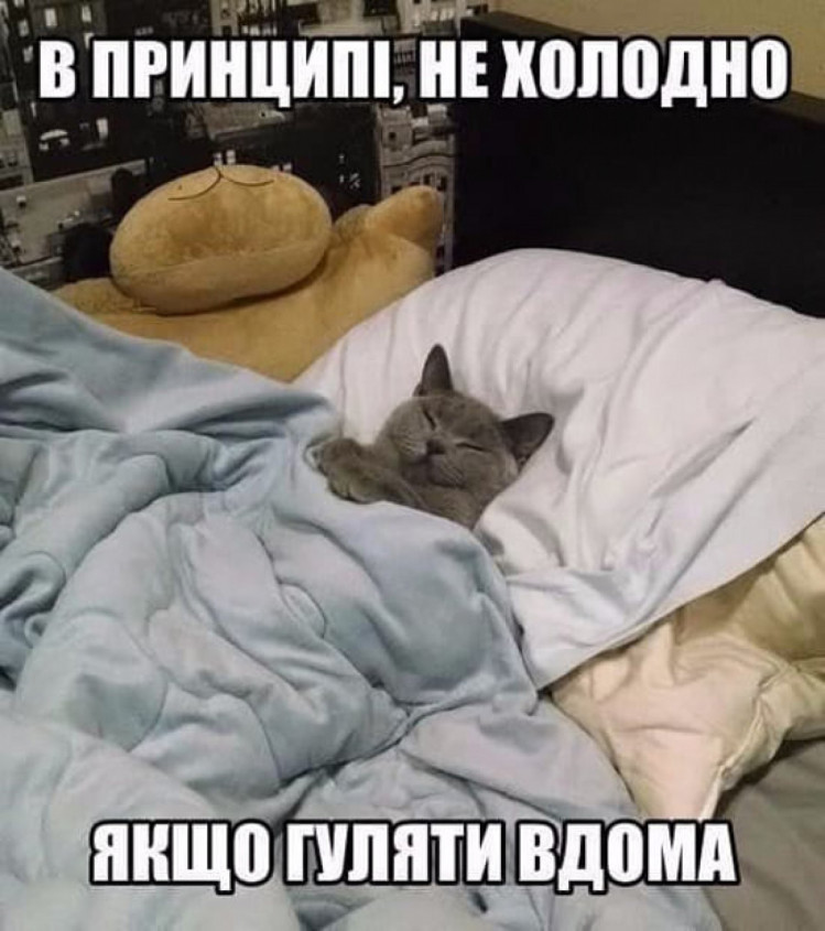 котик у ліжку