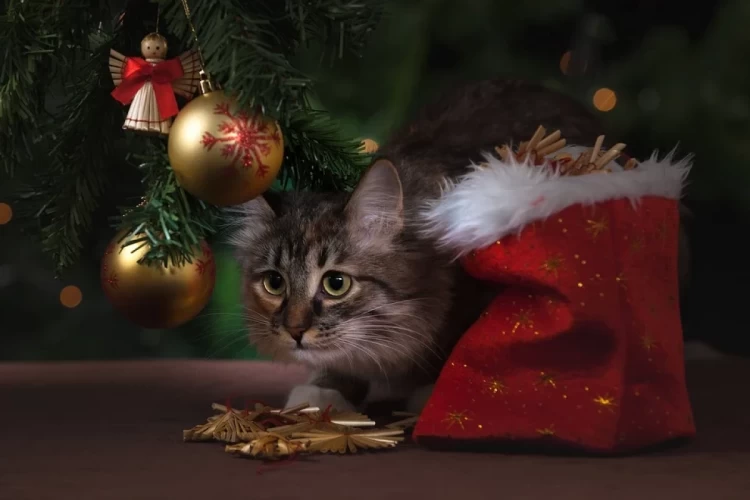кошка под елкой