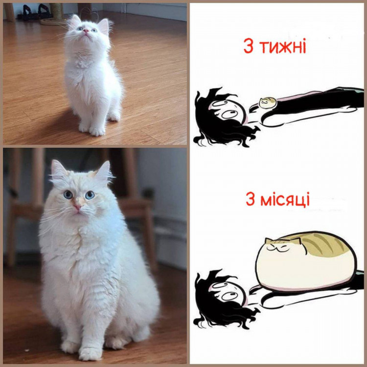 Еволюція кота