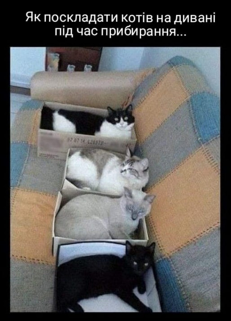как запаковать котов