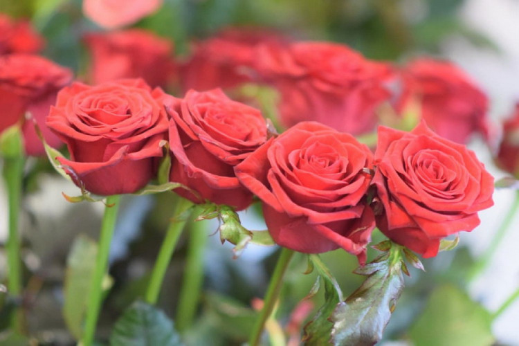 У Запоріжжі троянди до Дня закоханих коштують не менше 50 гривень за квітку