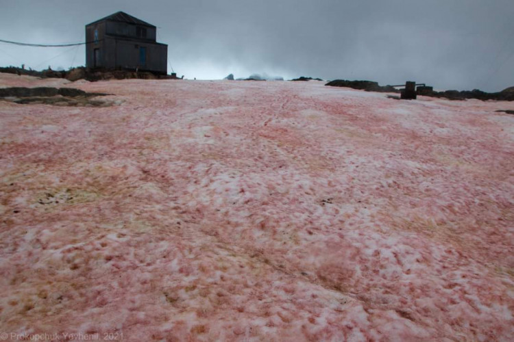Рожевий сніг в Антарктиді