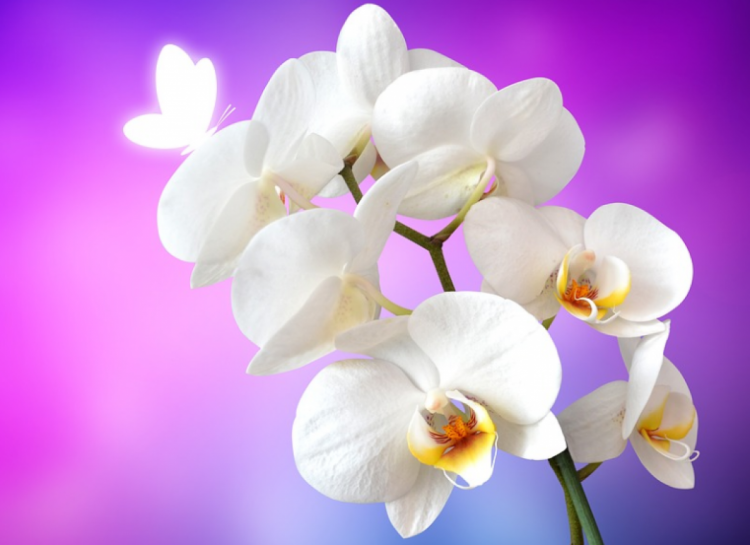 Маме на 8 марта можно подарить орхидею