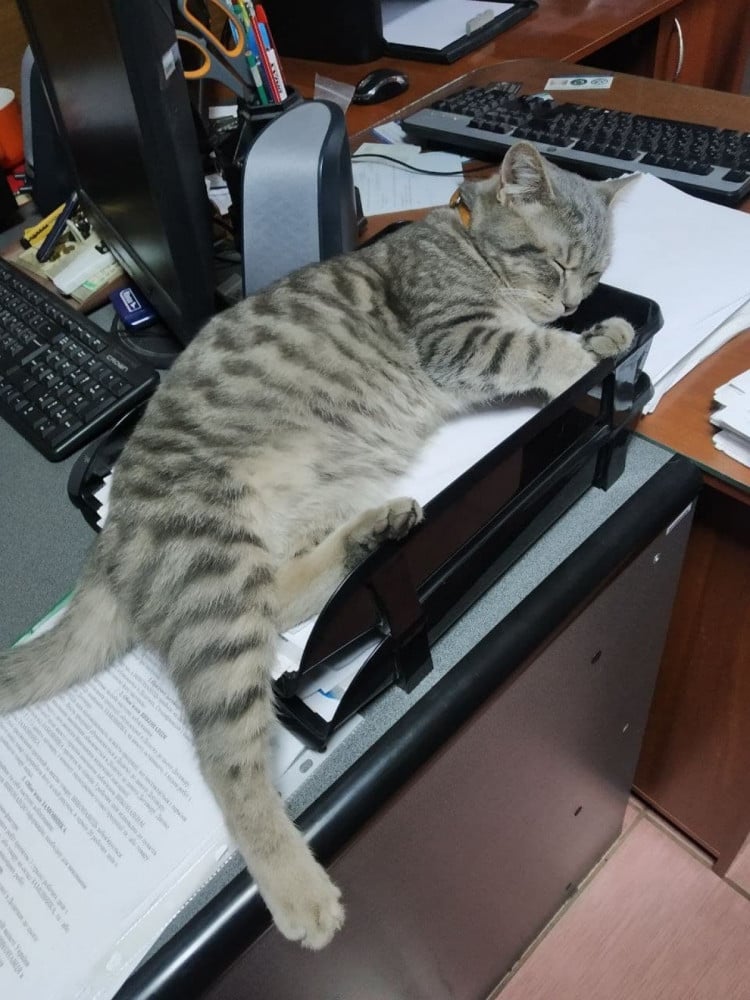 Іноді Чівас спить на роботі 