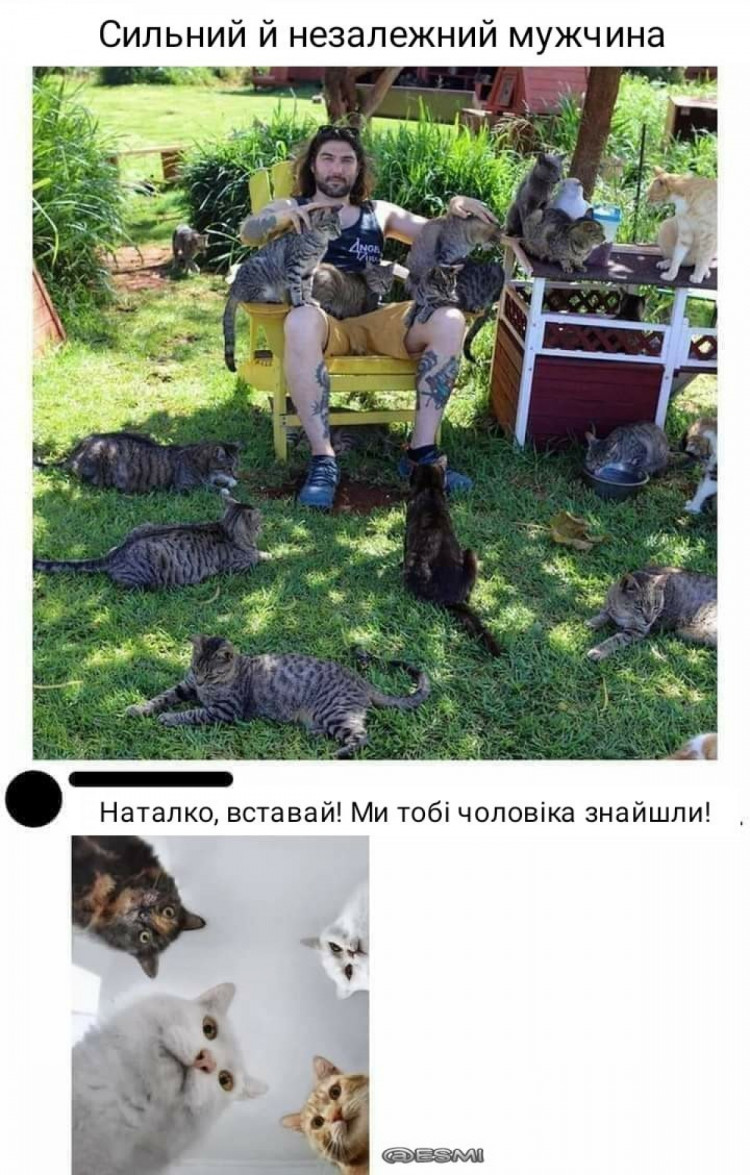 Мем про чоловіка і 40 котів