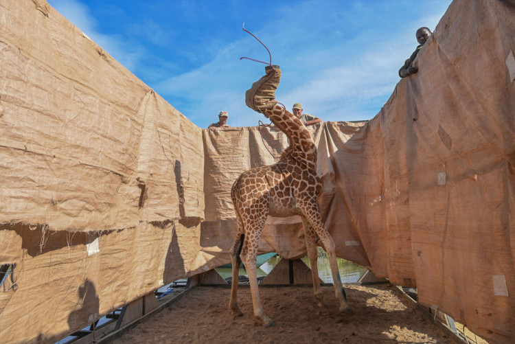 жираф с мешком на голове