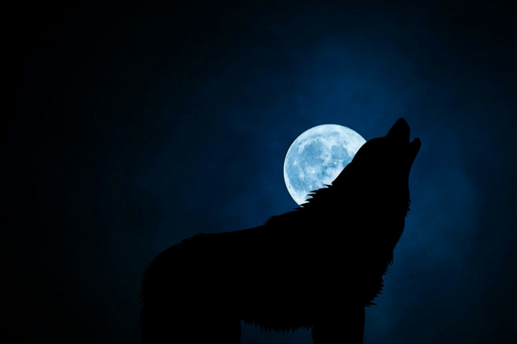 місяць і вовк