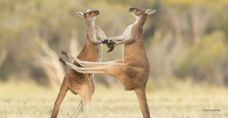 танець кенгуру