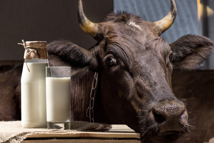 Корова и молоко