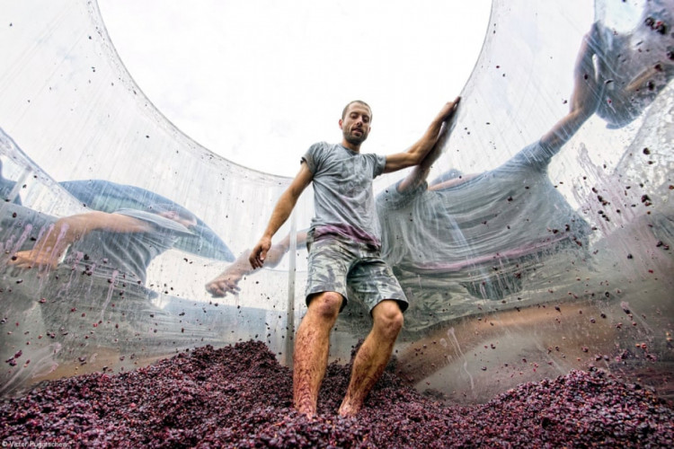 чоловік чавить ногами виноград