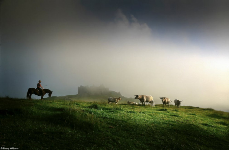 фермер на лошади и коровы на фоне руин замка