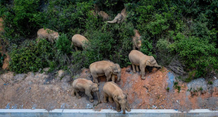 слоны бежали из заповедника в Китае