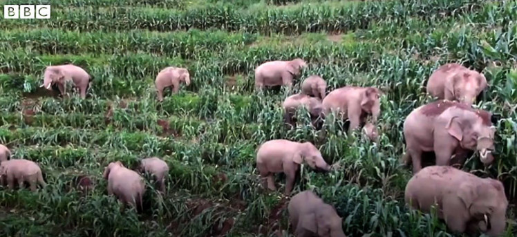 слоны сбежавшие из заповедника едят на поле
