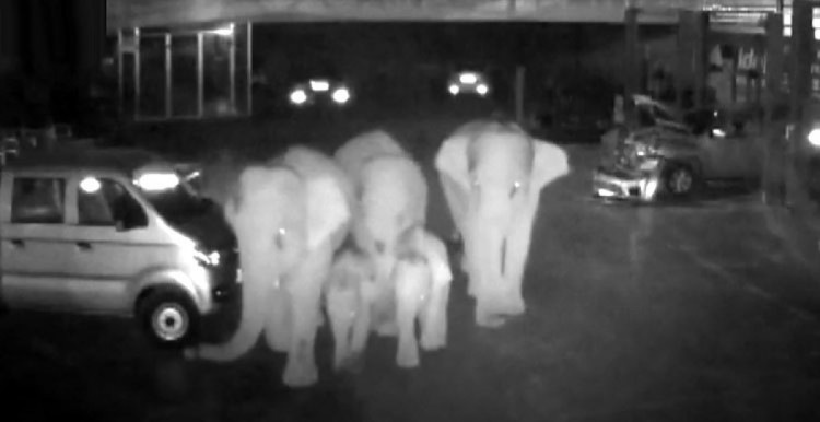 слони які втекли з заповідника вночі