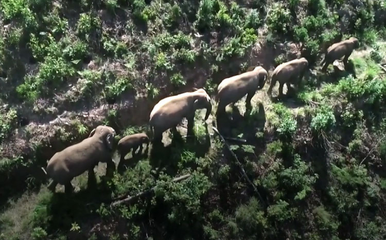 группа слонов сбежавших из заповедника