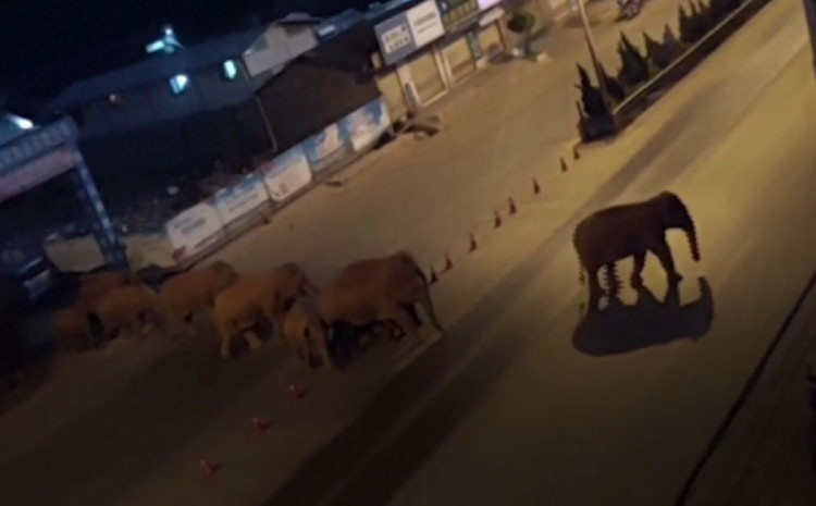 слони які втекли з заповідника переходять дорогу