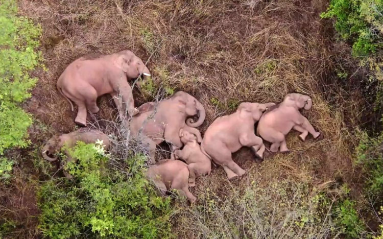 слоны сбежавшие из заповедника спят