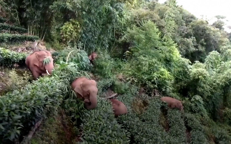 слоны сбежавшие из заповедника питаются