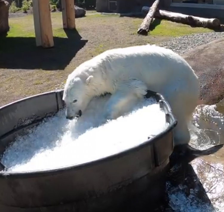 медведь в ванне со льдом