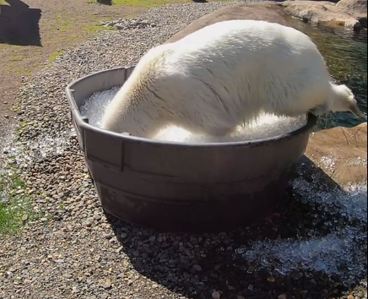 белые медведи в зоопарке спасаются от жары