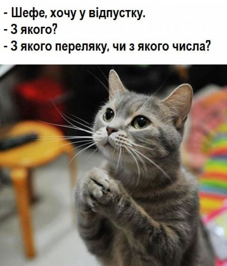 мем із котиком