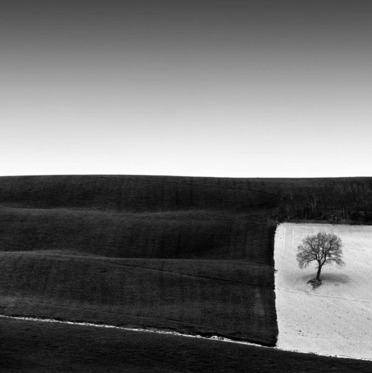 минималистичное фото одинокое дерево