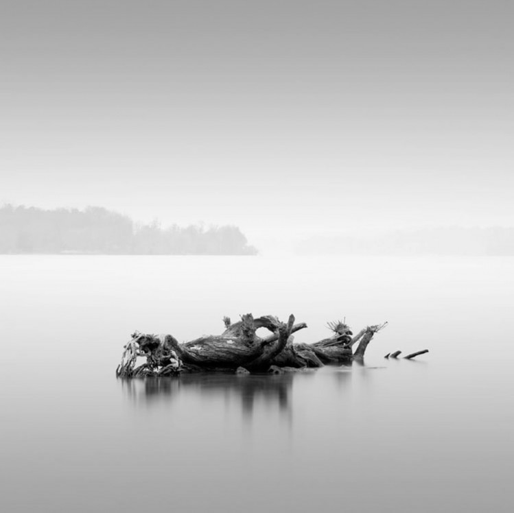минималистичное фото извилистый ствол дерева на озере