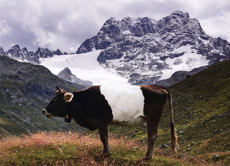 корова в Альпах