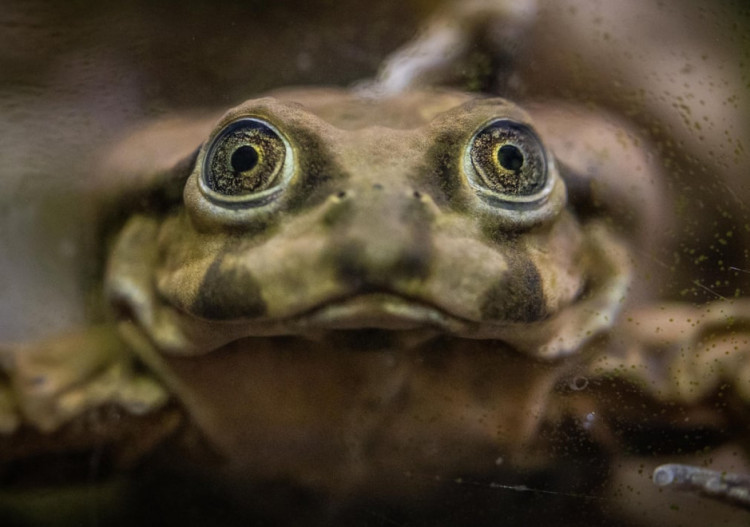 жаба мошонка з острова тітікака