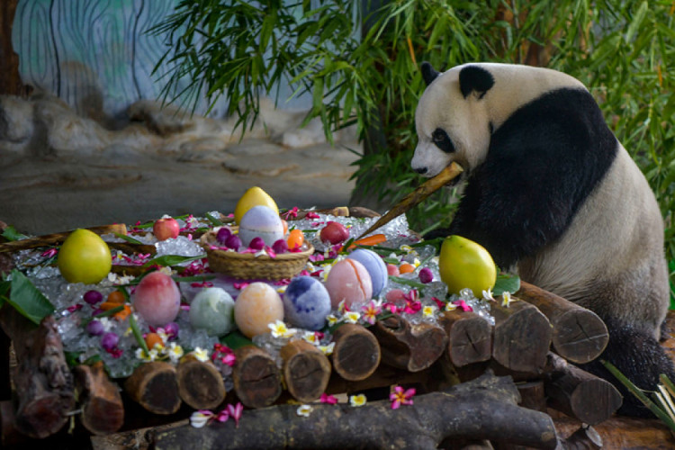 Панда празднует свой восьмой день рождения