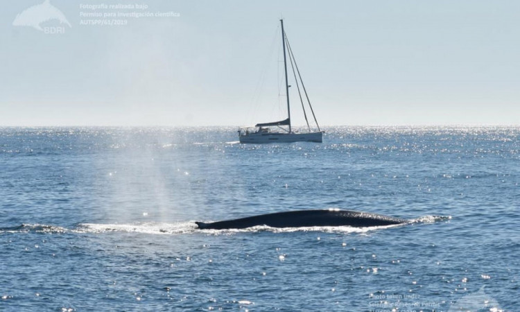 Синій кит біля берегів Іспанії