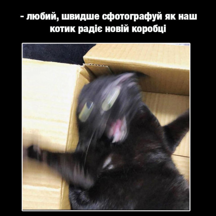 мем про кота та коробку