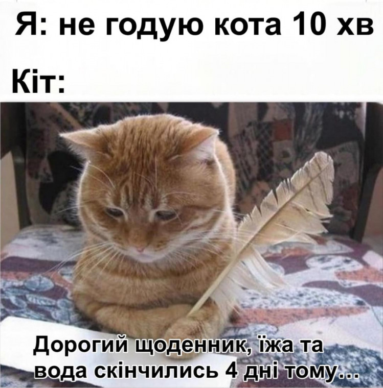 жарт про годування котів