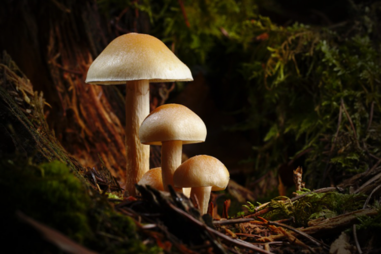 отруйні гриби