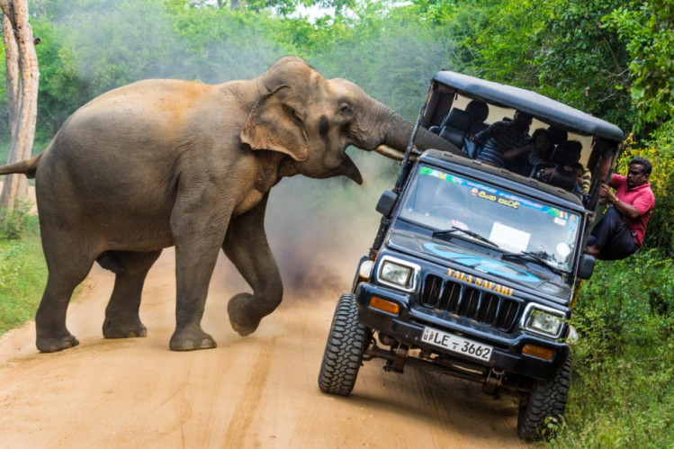 слон опрокидывает автомобиль с людьми