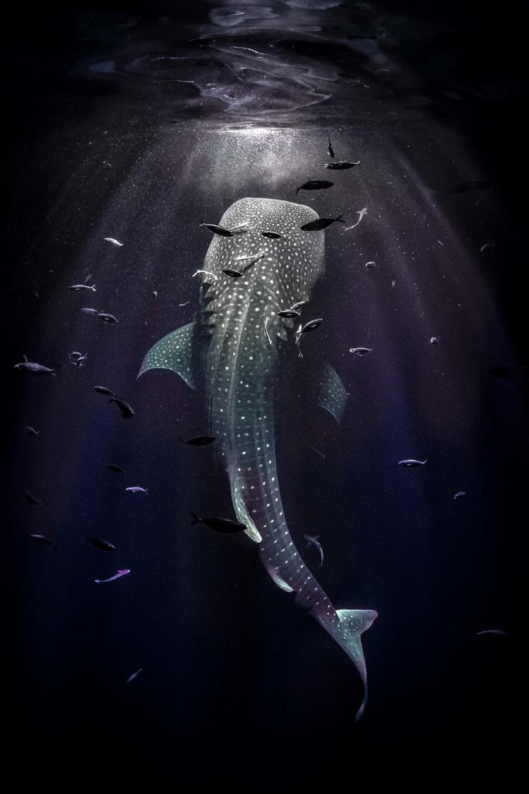 китовая акула в темных водах