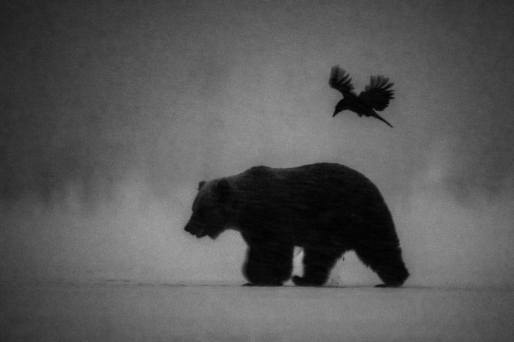 медведь и птичка в темноте