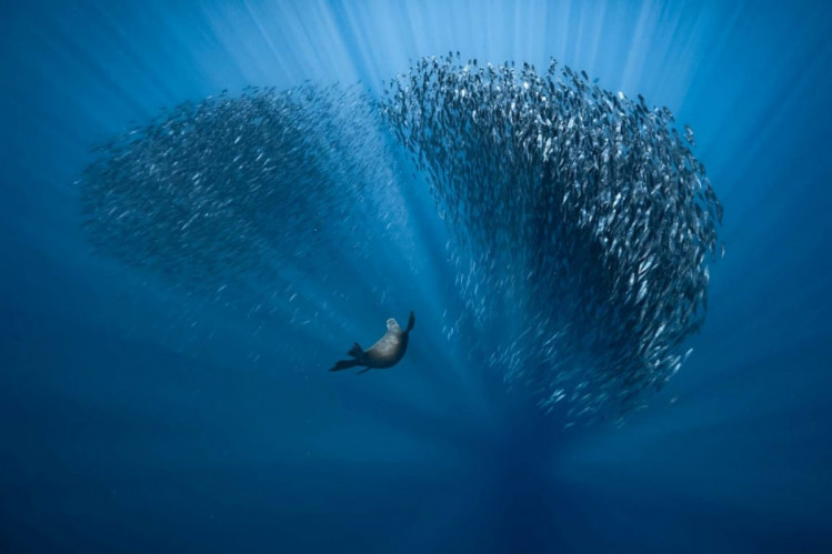 тюлень полює на рибу