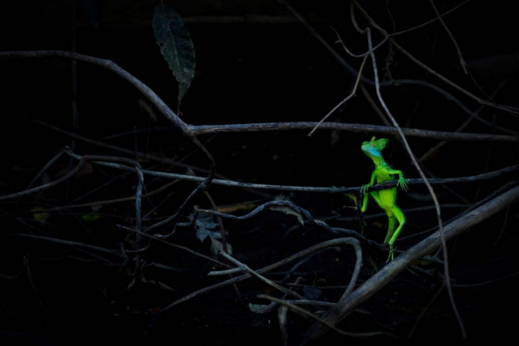 зеленая ящерица в темном лесу